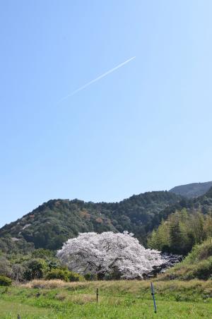 飛行機雲と桜の木