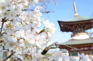 久米田寺の桜