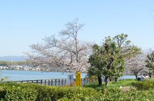 久米田池と桜