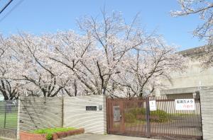 光明配水場の桜