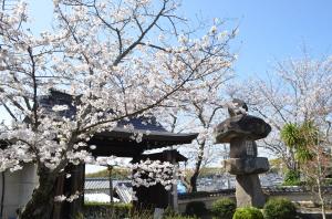 慈光苑の入り口と桜