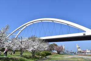岸和田大橋と桜