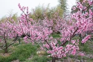 桃の木の写真