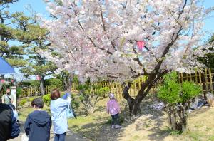 二の丸広場の桜の木