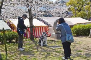 桜の木の下でペットの犬を撮影する女性