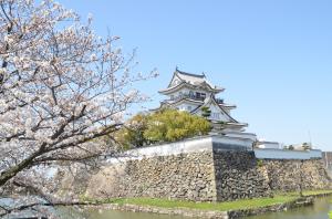 岸和田城と桜の写真