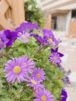 紫色の花を接近して撮影した写真