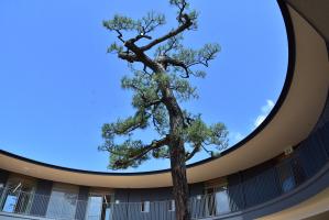 円形園舎とシンボルツリーの一本松の写真