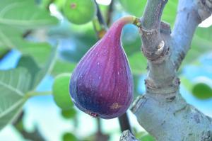 紫褐色になったイチジクの果実の写真