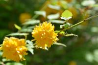黄色が可愛らしいヤマブキの花