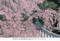 春の訪れ　山中渓を淡紅色に染める桜「ソメイヨシノ」