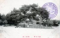 浜寺公園　白蛇の松