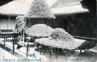 松之寺庭の松