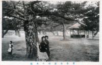 浜寺公園松の木陰